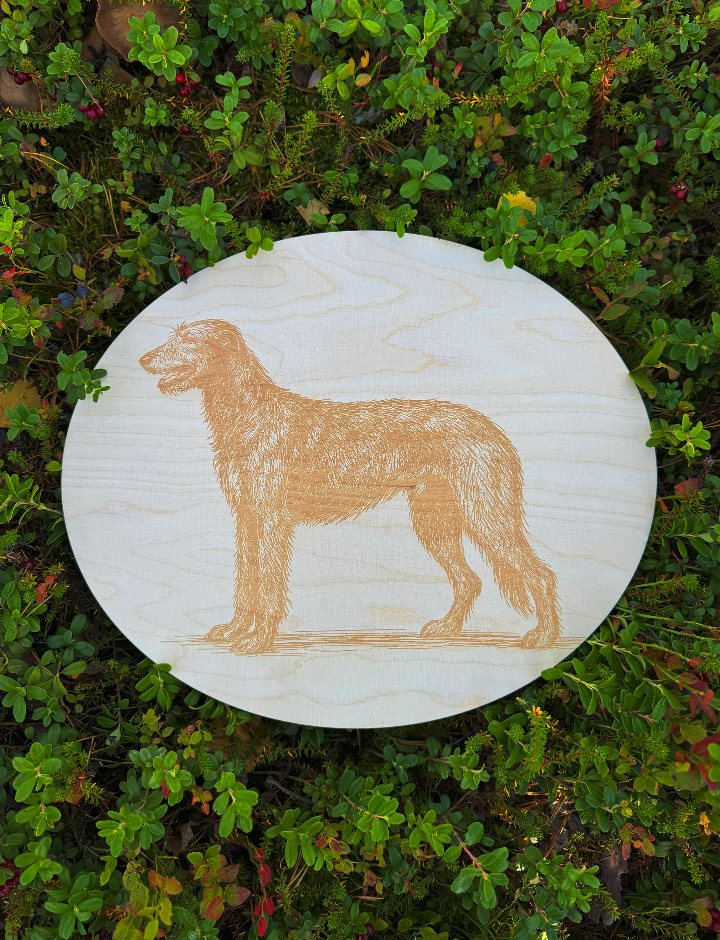 Tuohi
