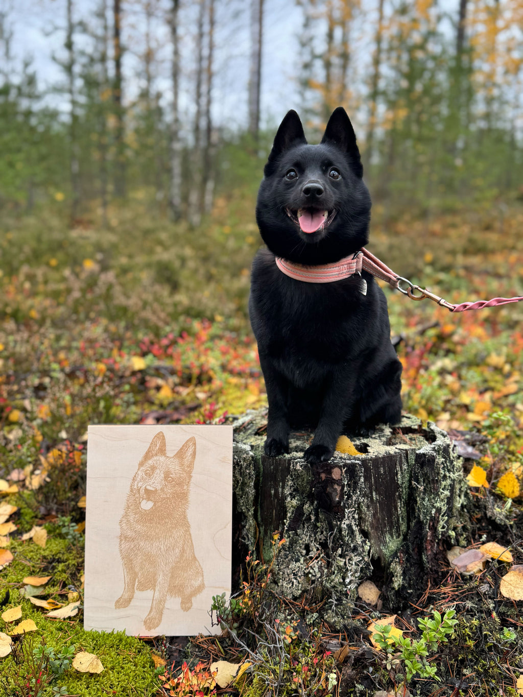 Taulu omasta lemmikistäsi – bestseller!